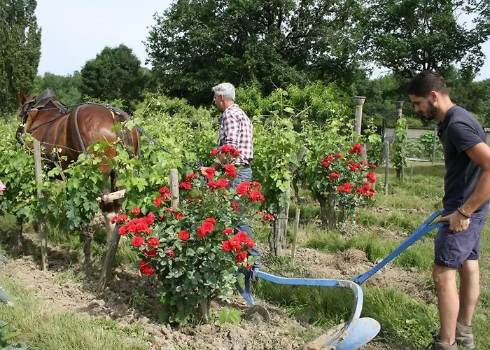 Chateau Vieux Mougnac Vakantiehuis Petit-Palais-et-Cornemps